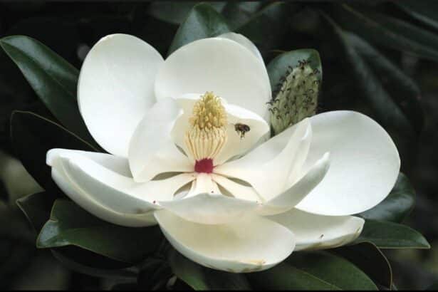 Magnolia grandiflora