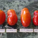Pomidory włoskie