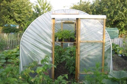 Uprawa pomidorów pod folią