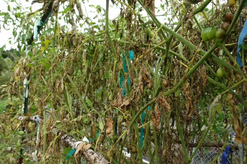 Zaraza ziemniaczana na pomidorach