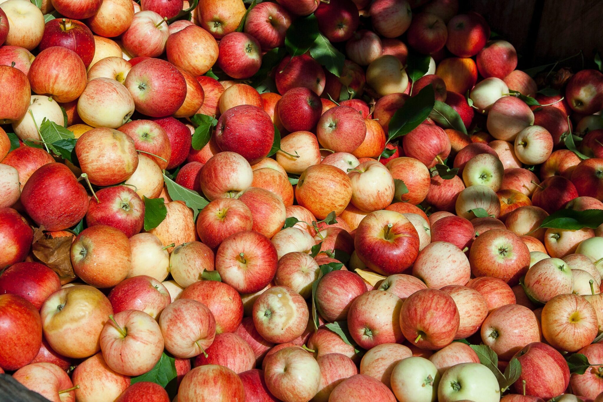 Quiz – czy wiesz wszystko o jabłkach?