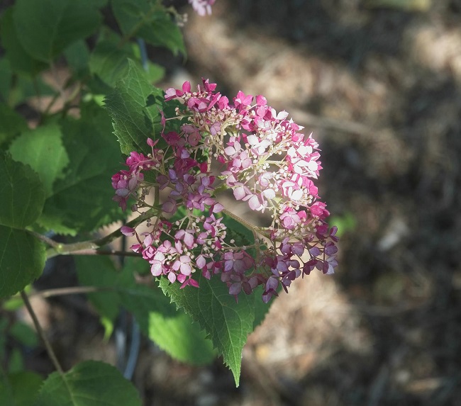 Hortensja drzewiasta – ‘Pink Pincushion’