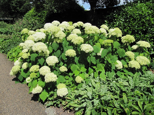Hortensja drzewiasta – 'Grandiflora'