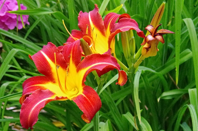 Kwiaty wieloletnie – liliowiec ogrodowy