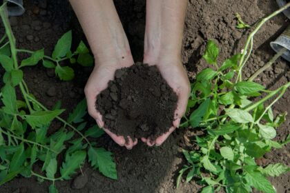 Naturalny nawóz do pomidorów