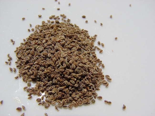 Uprawa selera korzeniowego – nasiona