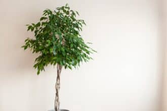 Fikus Benjamina