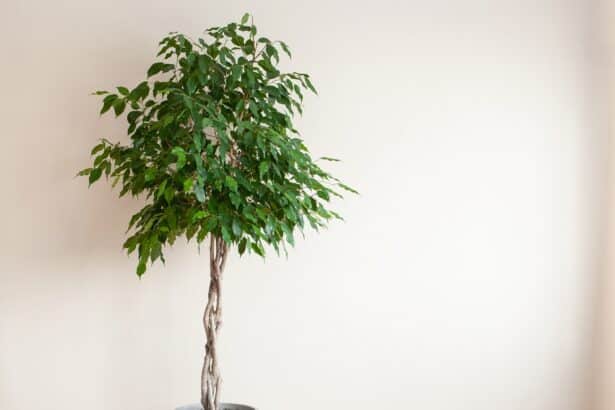 Fikus Benjamina