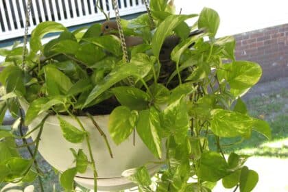 Filodendron
