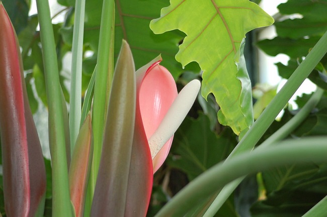 Filodendron 