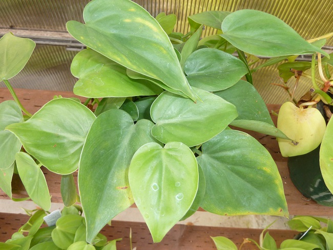 Filodendron 