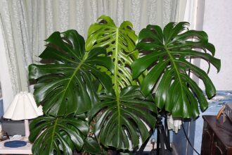 Monstera