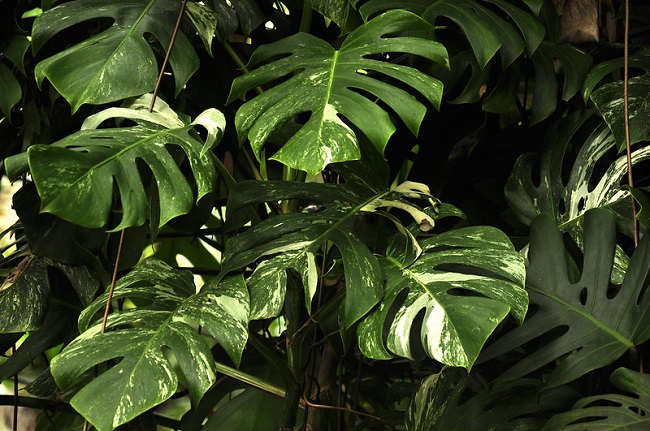 Monstera plamista 