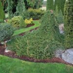 Pendula – płaczące iglaki
