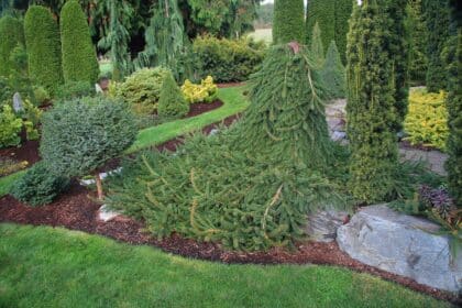 Pendula – płaczące iglaki
