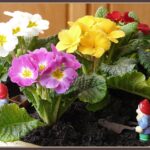 Primula - pierwiosnek