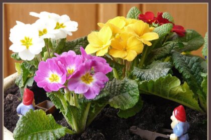 Primula - pierwiosnek