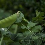 Groszek cukrowy - uprawa i pielęgnacja