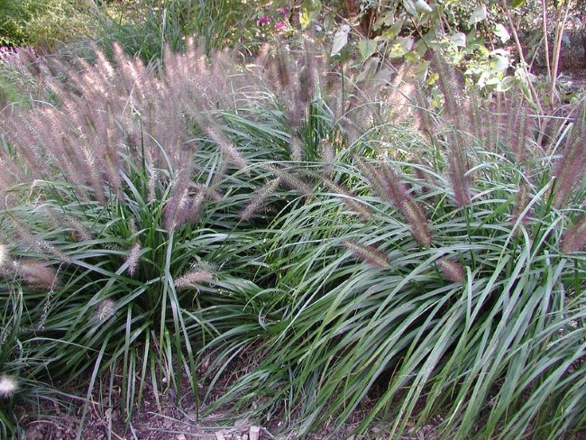 Pokroje roślin – pokrój fontannowy – rozplenica japońska