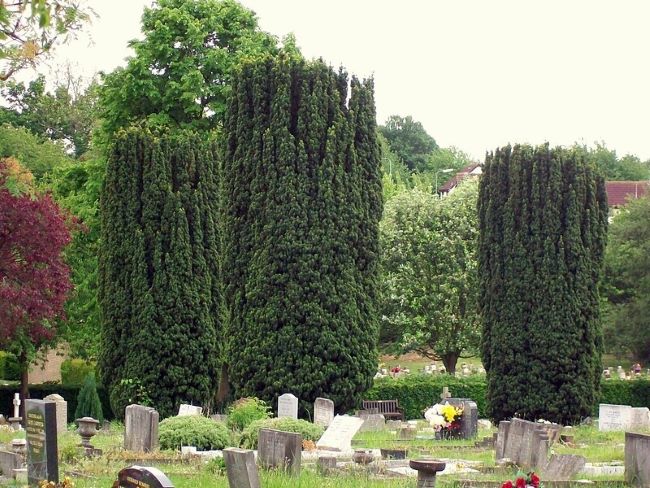 Pokroje roślin – pokrój kolumnowy – cis