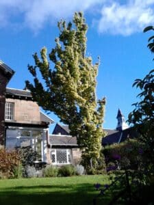 Pokroje roślin – pokrój odwrócony stożek – wiąz holenderski 'Wredei'