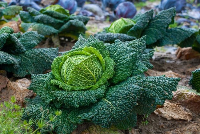 Warzywa kapustne – kapusta włoska