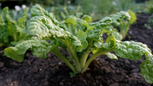 Boćwina czy botwina – BOĆWINA