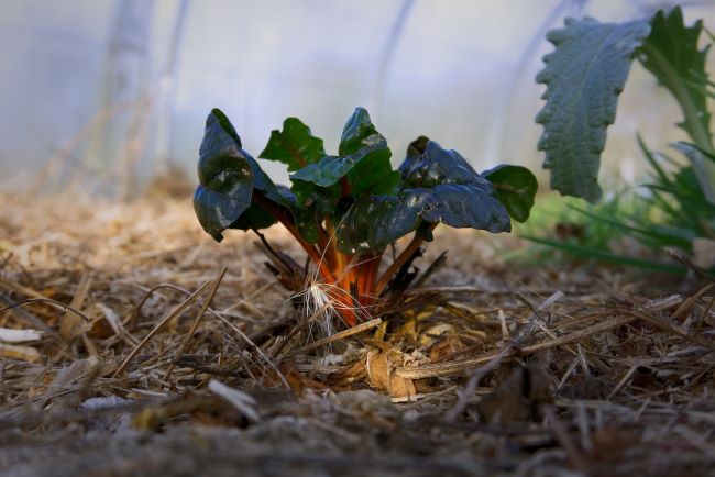 Burak liściowy - boćwina - uprawa i pielęgnacja Burak liściowy – boćwina