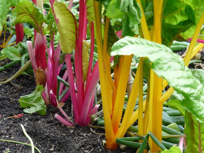 Burak liściowy - boćwina - uprawa i pielęgnacja Burak liściowy – boćwina