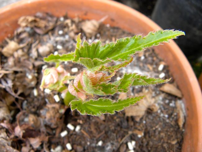 Co siejemy w marcu? Co siejemy w marcu – Begonia