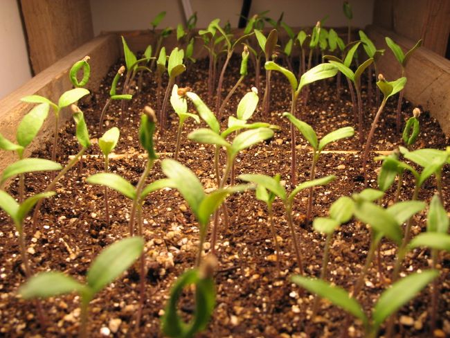 Co siejemy w marcu? Co siejemy w marcu