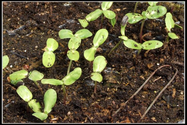 Co siejemy w marcu? Co siejemy w marcu – słonecznik