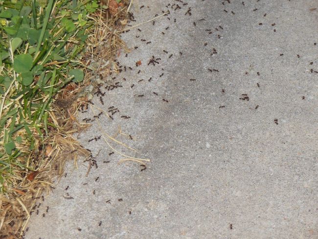 Cynamon w ogrodzie – na mrówki