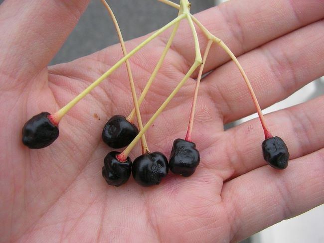 Opryski czereśni. Kiedy pryskać czereśnie Kiedy pryskać czereśnie – mumie