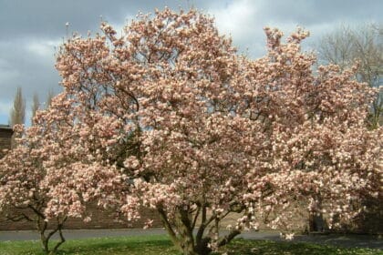 Magnolia Soulange'a