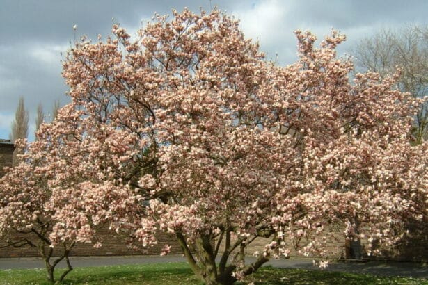 Magnolia Soulange'a