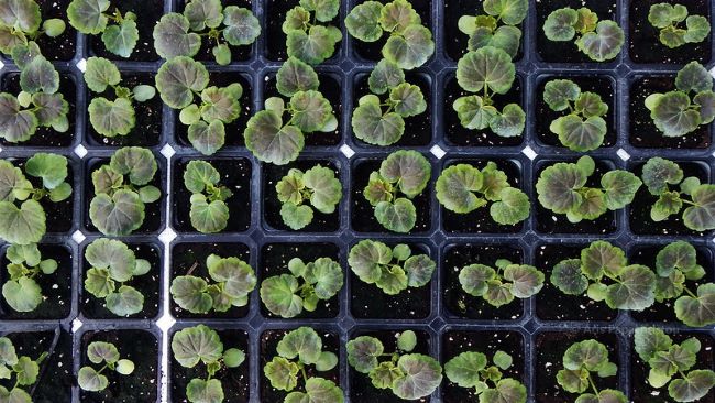 Marzec w ogrodzie Marzec w ogrodzie – szczepki pelargonii