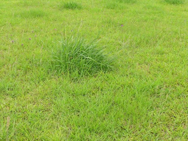 Saletra amonowa na trawnik – przenawożenie azotem