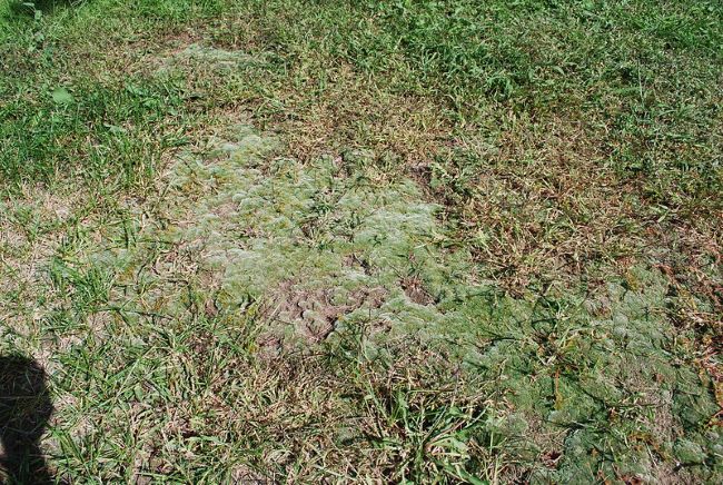 Wapnowanie trawnika. Kiedy i jak wapnować trawnik? Wapnowanie trawnika – mech na trawniku