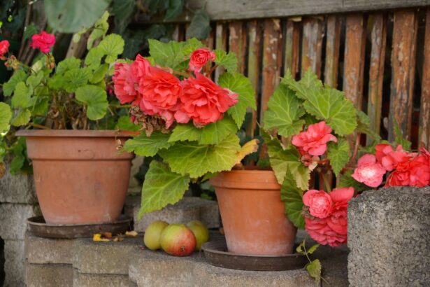 Begonia doniczkowa