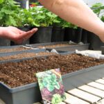 Kiedy siać sałatę – wysiew na rozsadę