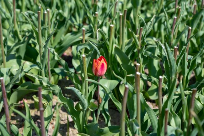 Kiedy wykopać tulipany 