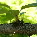 Mchy i porosty na drzewach owocowych