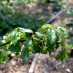 Opryski śliw. Kiedy oprysk śliwy na robaki – mszyce na śliwie