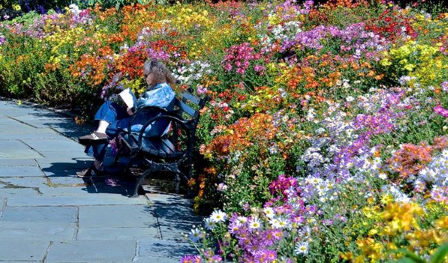 Czego nie wiesz o pszczołach - wywiad Pszczoły – miasto dla pszczół