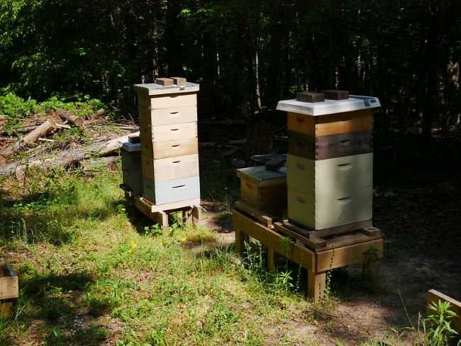 Czego nie wiesz o pszczołach - wywiad Pszczoły – pasieka w lesie