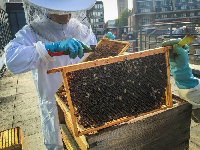 Pszczoły – pasieka na dachu