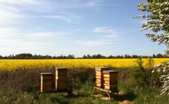 Pszczoły – pole rzepaku 