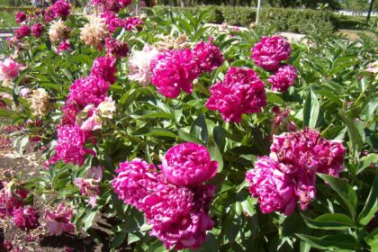 Uprawa piwonii
