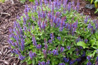 Uprawa szałwii omszonej